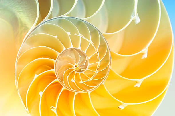 spiral pattern inside of a nautilus shell